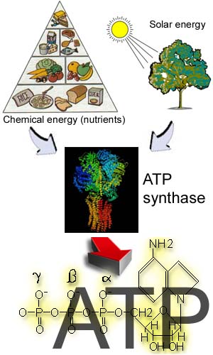  Scheme of energy conversion during ATP synthesis 