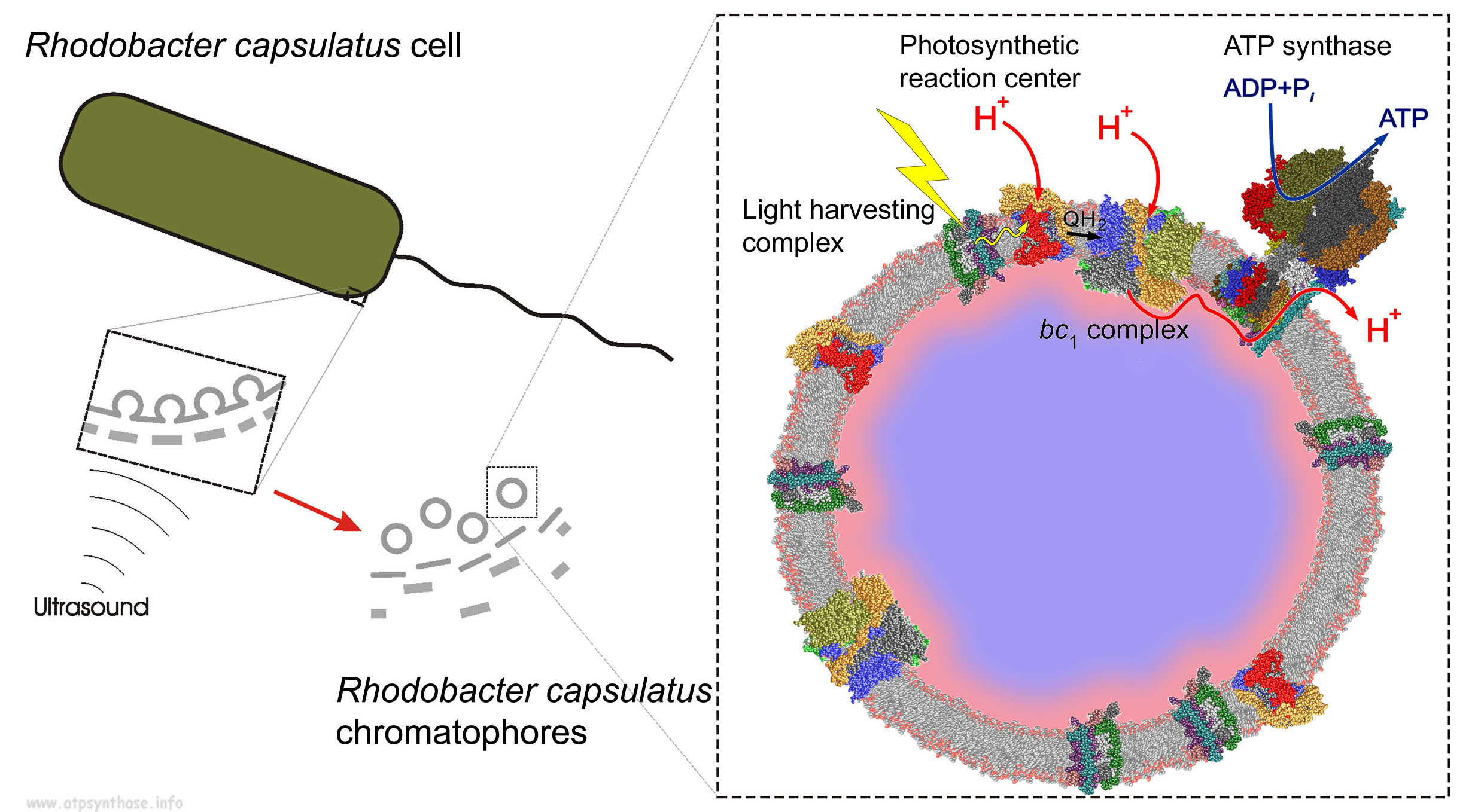 Bacterial chromatophores; Chromatophores, Bacterial