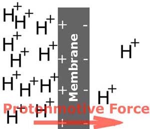 Picture illustrating the protonmotive force